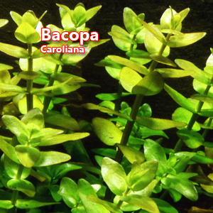 Bacopa Caroliana